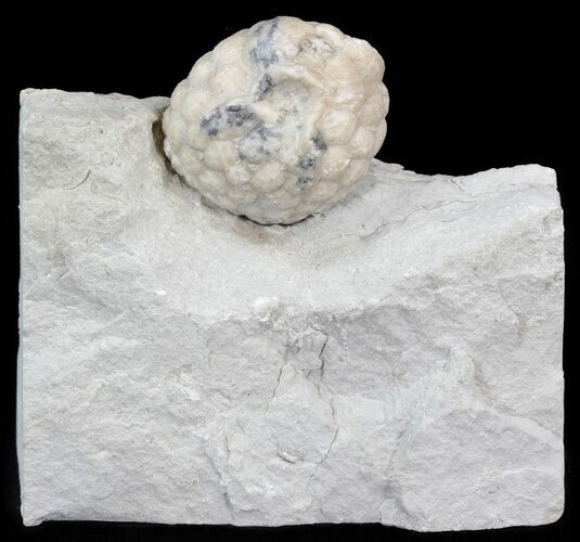 Cystoid (Holocystites) Fossil - Indiana #44610
